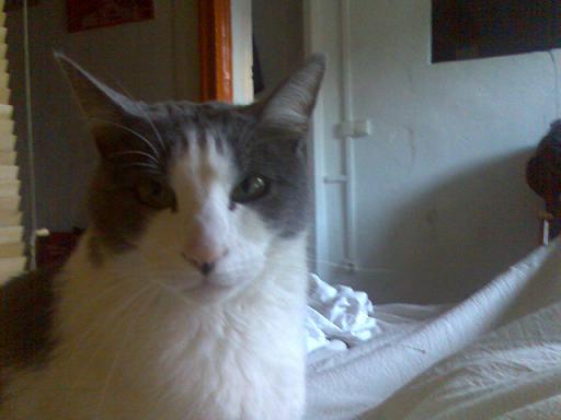 20071102200239-gato.jpg